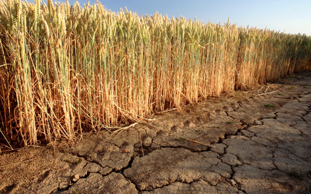 Wheat-drought_AdobeStock_24231357_E-3 copy